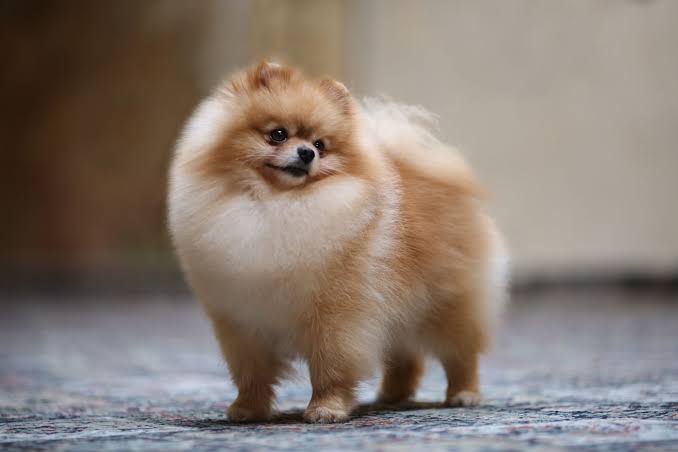 Lulu da Pomerânia