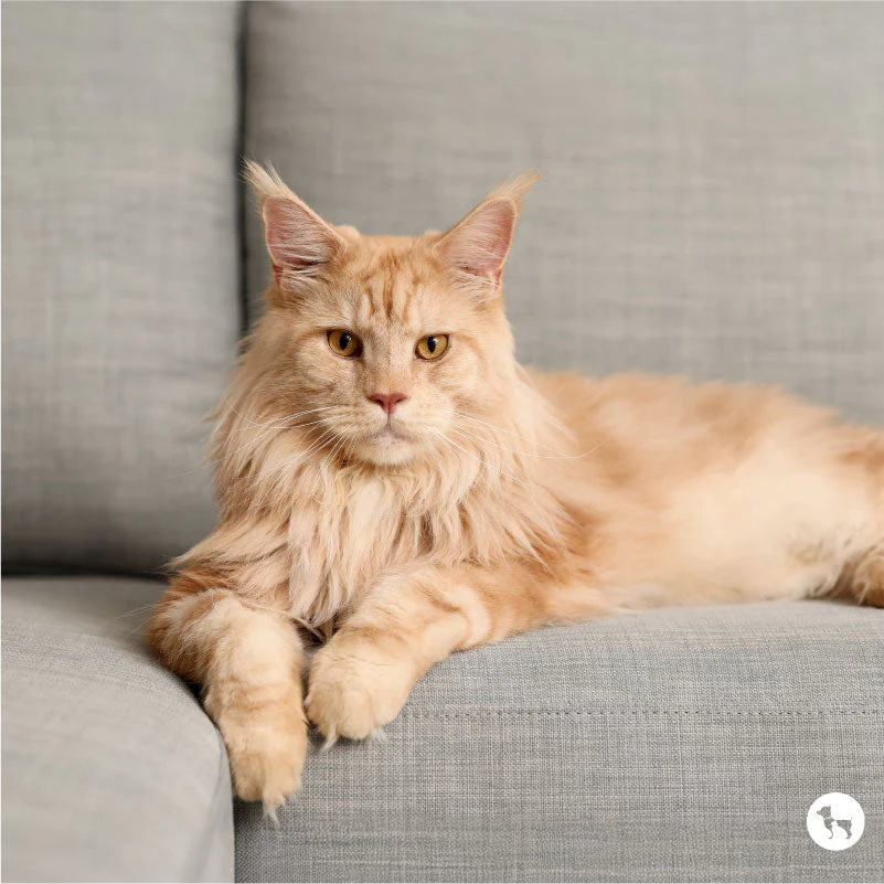 Maine Coon