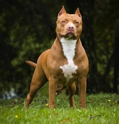 Pit Bull